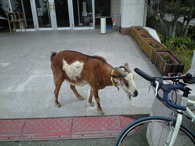 20090504-081418(187)2.jpg 20090504-081418(187)2.jpg