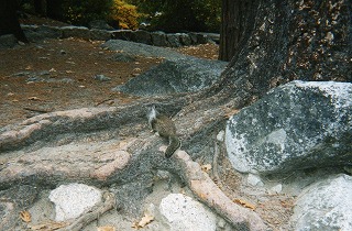 修正後りす0022.jpg 修正後りす0022.jpg